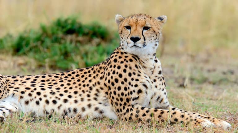 A cheetah is laying down in the grass.