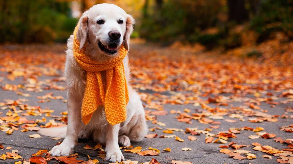 A golden retriever wearing a scarf sits on a path covered with autumn leaves, embodying the psychology of comfort and warmth in its design.